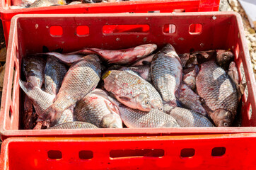 Freshly caught fish carp ready for sale