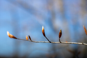 Spring leaf buds on beech tree in southern maryland  - obrazy, fototapety, plakaty