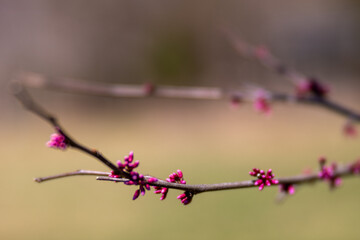 Spring redBud blossoms kings landing park calvert county southern maryland usa