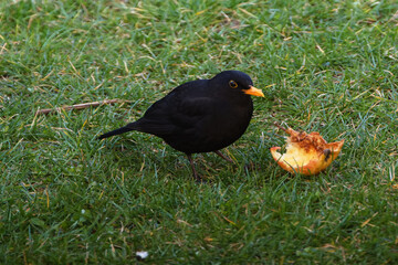 Blackbird, male bites out an apple in the grass. East Moravia. Europe.