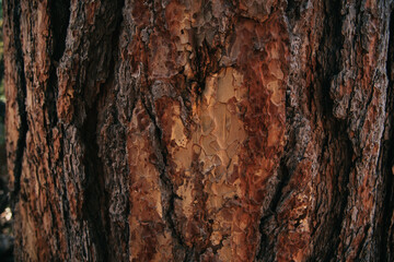 Sequoia and Redwood National Forests in California Wilderness