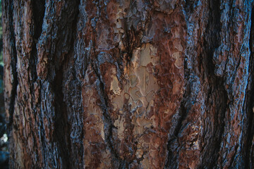Sequoia and Redwood National Forests in California Wilderness