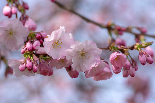 Prunus sargentii accolade sargent cherry flowering tree branches, beautiful groups light pink petal flowers in bloom and buds