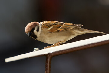 Tree sparrow on the roof of the feeder. East Moravia. Europe. 