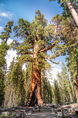 Sequoia and Redwood National Forests in California Wilderness