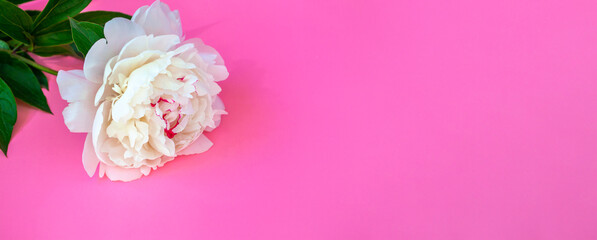 Peonies close up on a pink background copy space.