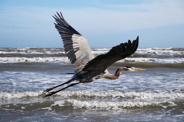 Great Blue Herron