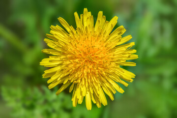 Dandelion macro , yellow flower closeup