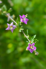 Obraz premium Purple flowers on a branch macro