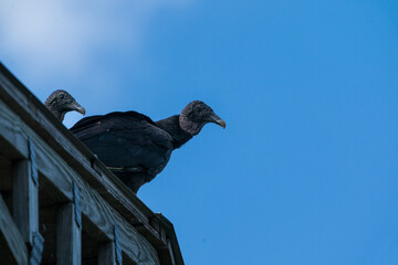 The black vulture (Coragyps atratus)