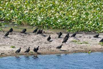 The black vulture (Coragyps atratus)