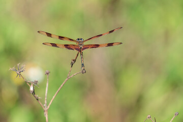 dragonfly on a plant