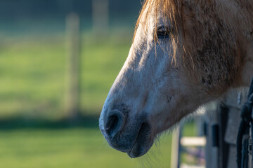 Close up portrait of a white horse in a stable, in early evening sunlight