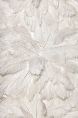 Texture and background of white ostrich feathers.