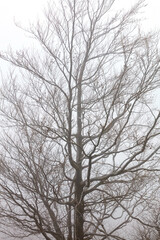 Silhouette of a sprawling tree against a background of heavy fog in early spring.