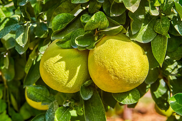 An oroblanco, oro blanco (white gold), Pomelit (Israel) or sweetie is a sweet seedless citrus...