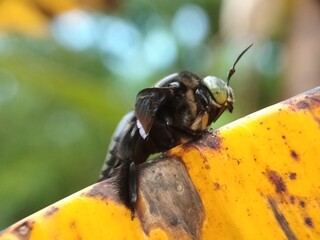 wasp on a flower