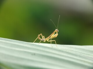 green praying mantis