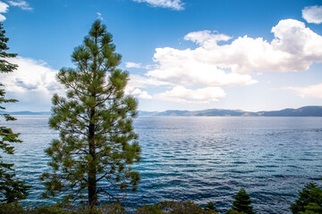 Boats on Lake Tahoe Through Conifer Pine Tree Branches