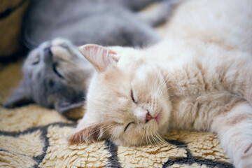 Close-up of two tired cats napping on the blanket