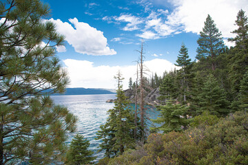 Boats on Lake Tahoe Through Conifer Pine Tree Branches
