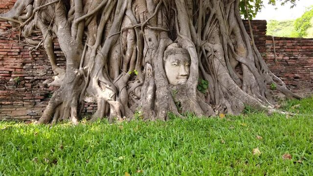 Buddha head in the tree roots at Wat Mahathat temple in Ayutthaya, Thailand. 