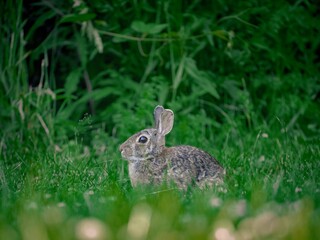 Wild rabbit in the grass.