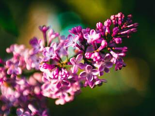 Macro photo of flowers in the garden