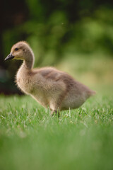 Baby duck in the park.