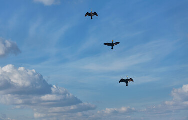 Flying black herons in the blue cloudy sky.