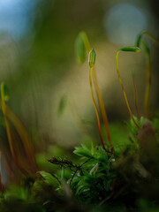 Macro Photo of flowers and plants.