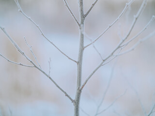 凍った木