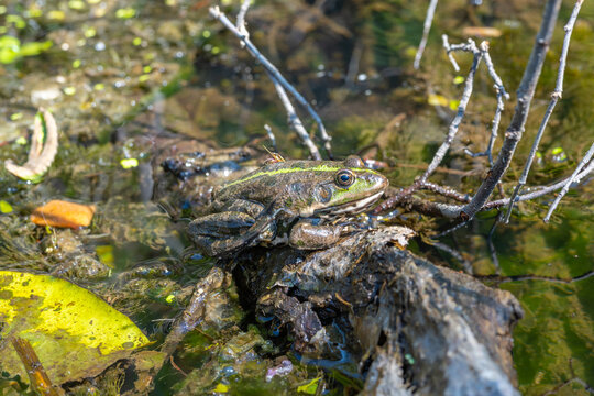 Large speckled frog close-up in the wild. Animal in good quality.