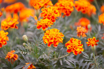Orange flowers on a lawn in a park, on a city street.