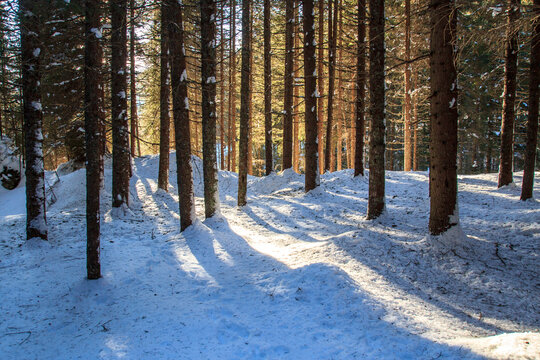 Foresta di Abete Rosso