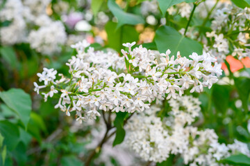 Blooming spring flowers. Beautiful flowering flowers of lilac tree. Spring concept. The branches of lilac on a tree in a garden.