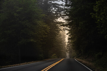 Foggy Road Canopied by Trees in the California Redwood Forest
