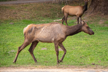 Elk Grazing Along Roadside in California