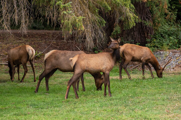 Naklejka na ściany i meble Elk Grazing Along Roadside in California