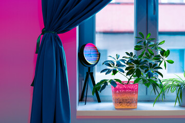 Potted plant on window sill