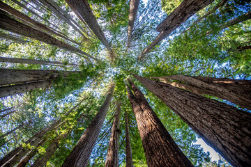 Redwood and Sequoia Trees is Northern California