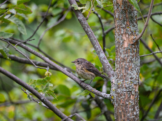 Yellow-rumped Warbler on a Tree Branch in Fall