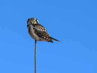 Northern Hawk Owl Perched on Top of the Tree against Blue Sky