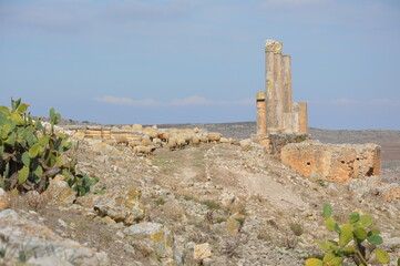 Cactuses and sheep herd  grazing on the ruins of  the ancient roman city of Dougga in modern...