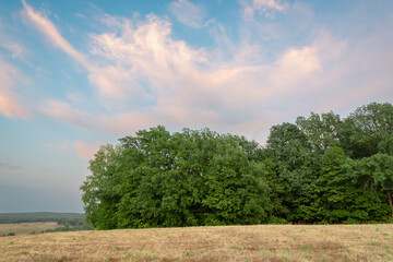 Yellow field and green forest. Summer landscape.