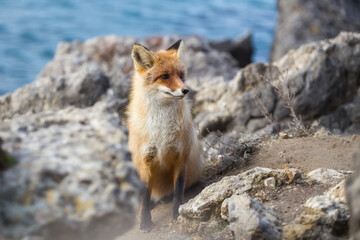 Red fox close-up.Portrait of an animal. Predator, Wildlife.