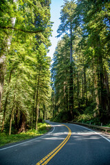 Redwood and Sequoia Trees in California Wilderness