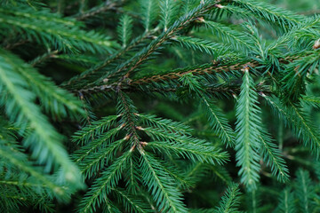 closeup pattern of needles on the pine tree branches in the summer forest outdoors