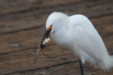 weisser Reiher bei Futtersuche