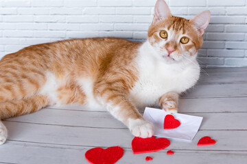 Pet valentines day concept, cat with love letters